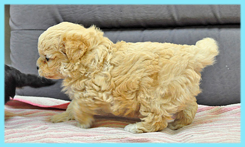 ミックス　チワワ　トイプードル　クリーム　オス　子犬販売の専門店　AngelWan　横浜