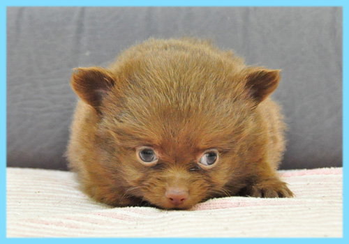 ミックス　チワワ　ポメラニアン　オス　子犬販売の専門店　AngelWan　横浜