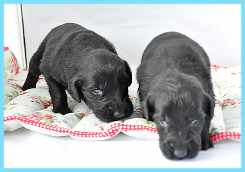 フラットコーテッドレトリバー　ブラック　オス　子犬販売の専門店　AngelWan　横浜