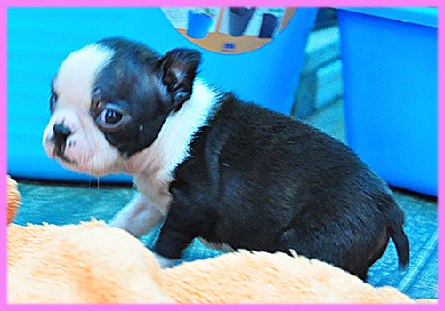 ボストンテリア メス 子犬販売の専門店 AngelWan 横浜