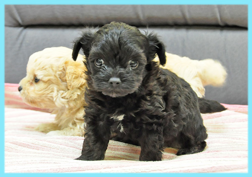 ミックス　チワワ　プードル　オス　子犬販売の専門店　AngelWan　横浜