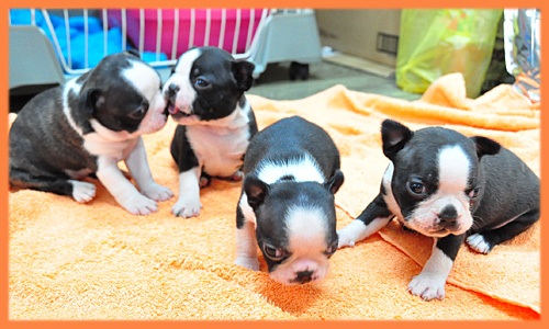ボストンテリア　子犬販売の専門店　AngelWan　横浜