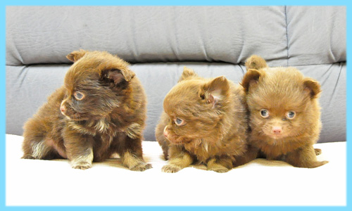 ミックス　チワワ　ポメラニアン　オス　子犬販売の専門店　AngelWan　横浜