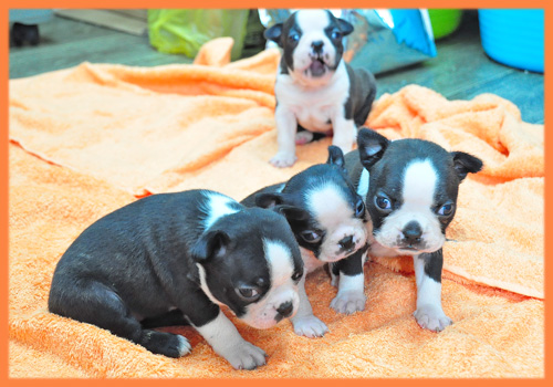 ボストンテリア　オス　子犬販売の専門店　AngelWan　横浜