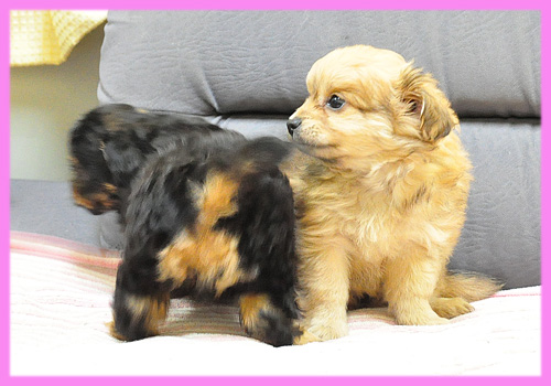 ミックス　チワワ　プードル　メス　子犬販売の専門店　AngelWan　横浜