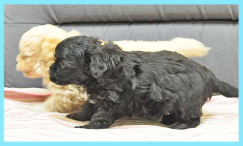 ミックス　チワワ　プードル　オス　子犬販売の専門店　AngelWan　横浜