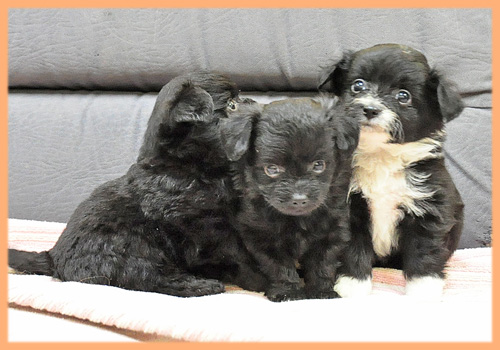 ミックス チワワ トイプードル 子犬販売の専門店 AngelWan 横浜