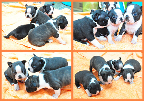 ボストンテリア　オス　子犬販売の専門店　AngelWan　横浜