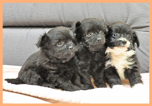 ミックス チワワ トイプードル 子犬販売の専門店 AngelWan 横浜