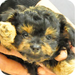 ミックス　チワワ　プードル　メス　ブラックタン　子犬販売の専門店　AngelWan　横浜