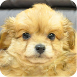 ミックス　チワワ　トイプードル　メス　子犬販売の専門店　AngelWan　横浜