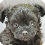 ミックス　チワワ　プードル　オス　子犬販売の専門店　AngelWan　横浜