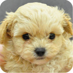 ミックス　チワワ　トイプードル　クリーム　オス　子犬販売の専門店　AngelWan　横浜