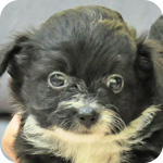 ミックス　チワワ　トイプードル　ブラック＆ホワイト　メス　子犬販売の専門店　AngelWan　横浜