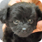 ミックス チワワ トイプードル ブラック オス 子犬販売の専門店 AngelWan 横浜