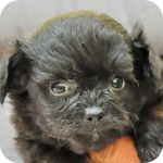 ミックス チワワ トイプードル オス 子犬販売の専門店 AngelWan 横浜