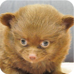 ミックス　チワワ　ポメラニアン　オス　子犬販売の専門店　AngelWan　横浜