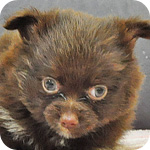 ミックス チワワ ポメラニアン チョコレート&タン 子犬販売の専門店 AngelWan 横浜