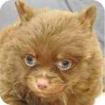 ミックス　チワワ　ポメラニアン　チョコレート＆タン　オス　子犬販売の専門店　AngelWan　横浜