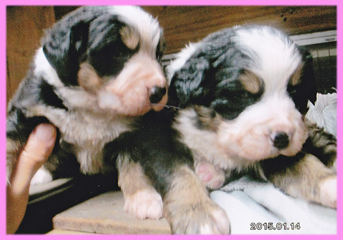 バーニーズマウンテンドッグ　メス　子犬販売の専門店　AngelWan　横浜