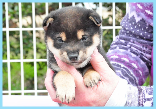 豆柴　黒　オス　子犬販売の専門店　AngelWan　横浜