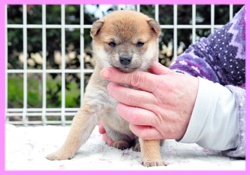 豆柴　赤　メス　子犬販売の専門店　AngelWan　横浜