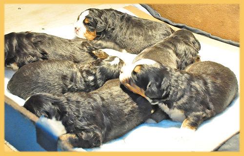 バーニーズマウンテンドッグ　子犬販売の専門店　AngelWan　横浜