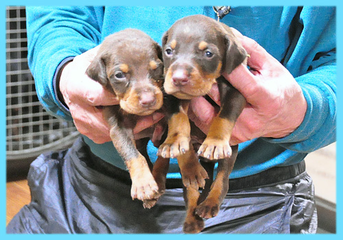 ドーベルマン　チョコレートタン　オス　子犬販売の専門店　AngelWan　横浜