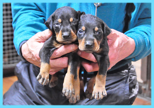 ドーベルマン　ブラックタン　オス　子犬販売の専門店　AngelWan　横浜