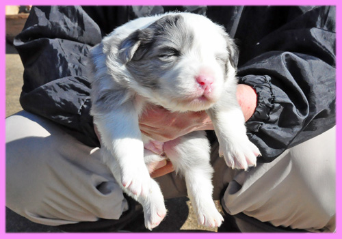 ボーダーコリー　ブルーマール　メス　子犬販売専門店　AngelWan　横浜