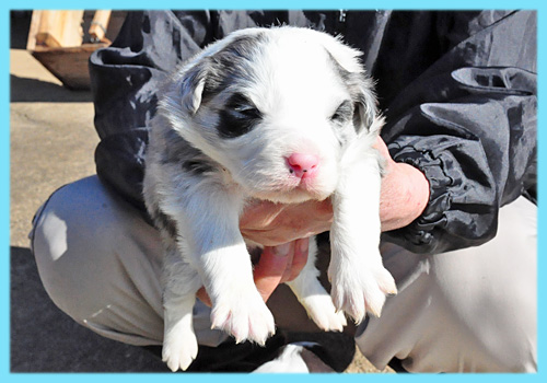 ボーダーコリー　ブルーマール　オス　子犬販売専門店　AngelWan　横浜