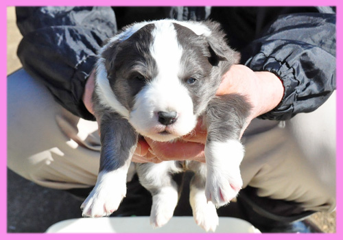 ボーダーコリー　ブルー＆ホワイト　メス　子犬販売の専門店　AngelWan　横浜