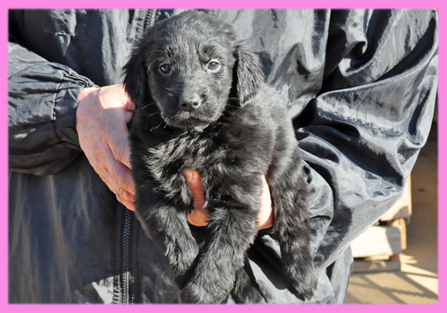 フラットコーテッドレトリバー　ブラック　メス　子犬販売の専門店　AngelWan　横浜
