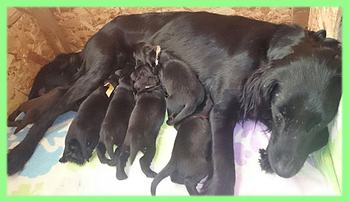 フラットコーテッドレトリバー　子犬販売の専門店　AngelWan　横浜