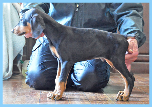 ドーベルマン　ブラック　オス　子犬販売の専門店　AngelWan　横浜