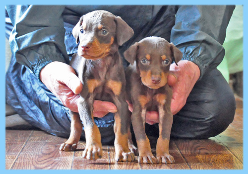 ドーベルマン　チョコレートタン　オス　子犬販売の専門店　AngelWan　横浜