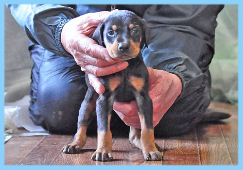 ドーベルマン　ブラックタン　オス　子犬販売の専門店　AngelWan　横浜