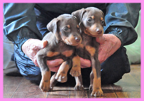 ドーベルマン チョコレートタン メス 子犬販売の専門店 AngelWan 横浜