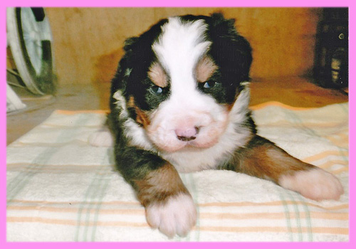 バーニーズマウンテンドッグ　メス　子犬販売の専門店　AngelWan　横浜