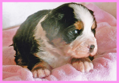バーニーズマウンテンドッグ　メス　子犬販売の専門店　AngelWan　横浜
