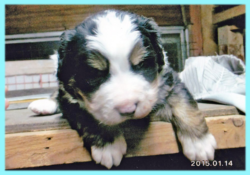 バーニーズマウンテンドッグ　オス　子犬販売の専門店　AngelWan　横浜