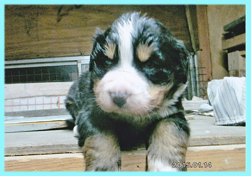 バーニーズマウンテンドッグ オス 子犬販売の専門店 AngelWan 横浜