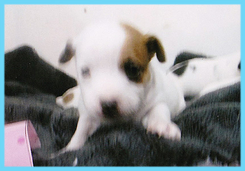 ジャックラッセルテリア　オス　子犬販売の専門店　AngelWan　横浜