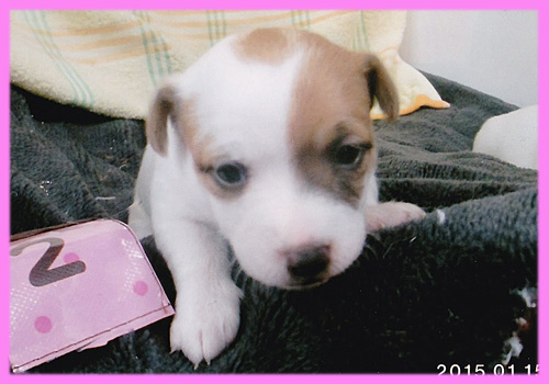 ジャックラッセルテリア　メス　子犬販売の専門店　AngelWan　横浜