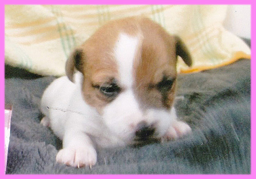 ジャックラッセルテリア メス 子犬販売の専門店 AngelWan 横浜