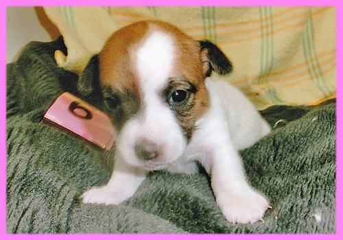 ジャックラッセルテリア　メス　子犬販売の専門店　AngelWan　横浜