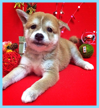 豆柴　赤　オス　子犬販売の専門店　AngelWan　横浜