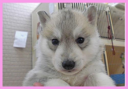 シベリアンハスキー シルバー&ホワイト メス 子犬販売の専門店 AngelWan 横浜