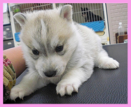 シベリアンハスキー　シルバー＆ホワイト　メス　子犬販売の専門店　AngelWan　横浜