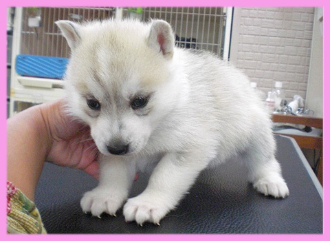 シベリアンハスキー シルバー&ホワイト メス 子犬販売の専門店 AngelWan 横浜